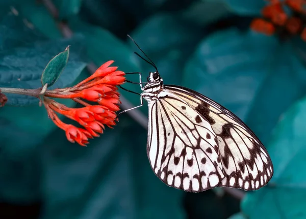 夏园里的美丽蝴蝶 — 图库照片