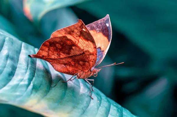 Papillon Des Feuilles Mortes Kallima Inachus Alias Ailes Indiennes Ailes — Photo
