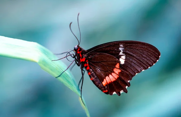 夏の庭で美しい蝶を閉じます — ストック写真