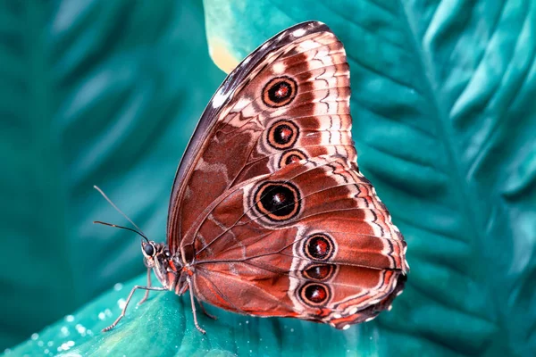 Morpho Azul Peleides Morpho Borboleta Grande Sentada Folhas Verdes Inseto — Fotografia de Stock