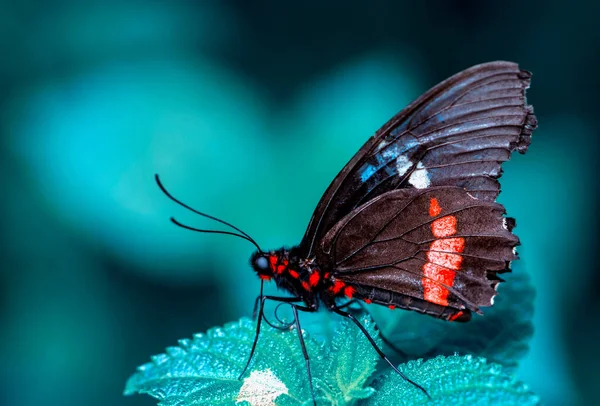 Gros Plan Beau Papillon Dans Jardin Été — Photo