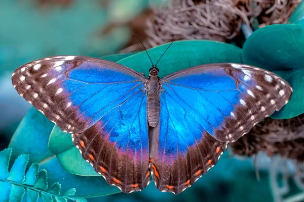 Morpho Azul Peleides Morpho Borboleta Grande Sentada Folhas Verdes Inseto — Fotografia de Stock