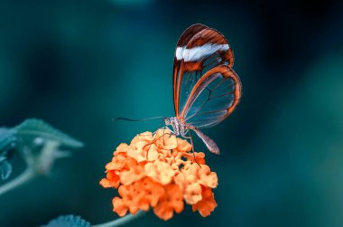 Bir yaz bahçesinde güzel cam salıncak Kelebeği (Greta oto).