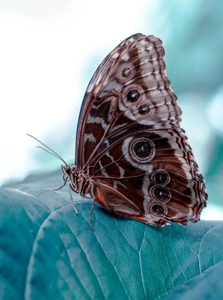 Blå Morpho Morpho Peleides Stor Fjäril Sitter Gröna Blad Vackra — Stockfoto