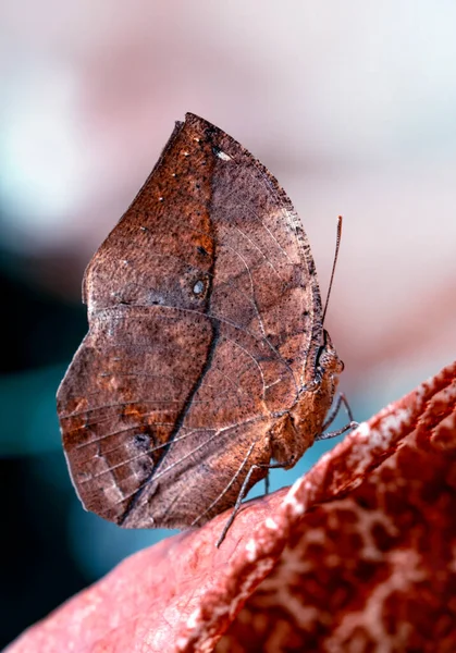 Papillon Des Feuilles Mortes Kallima Inachus Alias Ailes Indiennes Ailes — Photo