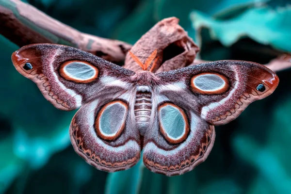 Macro Photographie Papillon Nuit Sur Brindille Plante — Photo