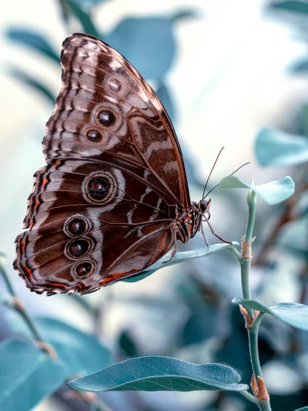 Синий Морфо Морфо Пелейд Большая Бабочка Сидящая Зеленых Листьях Красивые — стоковое фото