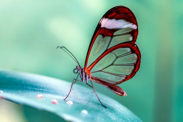 夏の庭で美しいガラスの蝶 グレタオト を閉じます — ストック写真