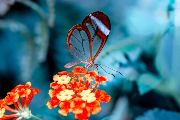 Крупным Планом Красивая Стеклянная Бабочка Грета Ото Летнем Саду — стоковое фото