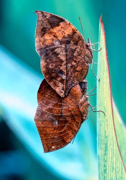 Borboleta Folhas Mortas Kallima Inachus Aka Indian Leafwing Asas Dobradas — Fotografia de Stock