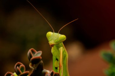 Bir çift güzel Avrupa peygamberdevesi (Mantis religiosa )