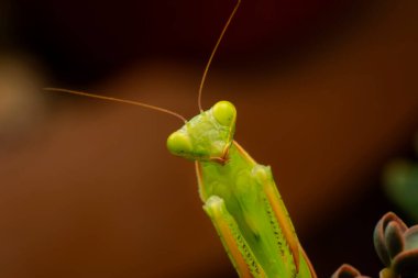 Bir çift güzel Avrupa peygamberdevesi (Mantis religiosa )