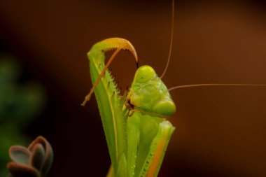 Bir çift güzel Avrupa peygamberdevesi (Mantis religiosa )