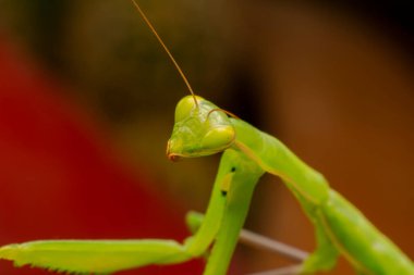 Bir çift güzel Avrupa peygamberdevesi (Mantis religiosa )