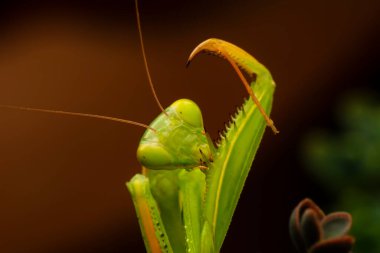 Bir çift güzel Avrupa peygamberdevesi (Mantis religiosa )