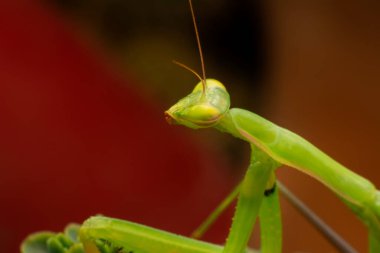 Bir çift güzel Avrupa peygamberdevesi (Mantis religiosa )
