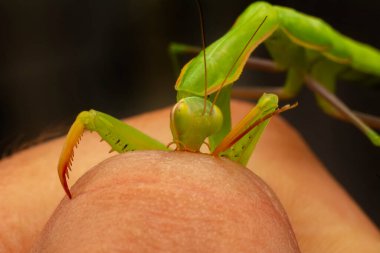Bir çift güzel Avrupa peygamberdevesi (Mantis religiosa )