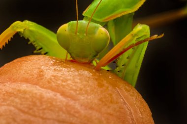 Bir çift güzel Avrupa peygamberdevesi (Mantis religiosa )