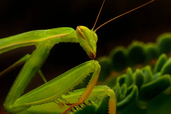 Закрыть Пару Европейских Мантиев Mantis Religious — стоковое фото