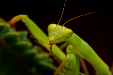 Bir çift güzel Avrupa peygamberdevesi (Mantis religiosa )