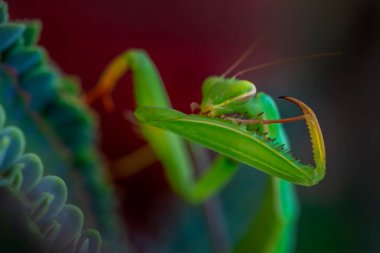 Bir çift güzel Avrupa peygamberdevesi (Mantis religiosa )