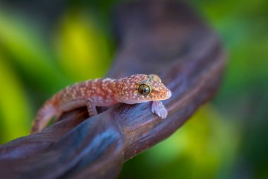 Yakın plan Bahçedeki güzel kertenkele