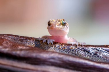 Yakın plan Bahçedeki güzel kertenkele