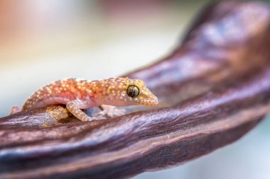 Yakın plan Bahçedeki güzel kertenkele