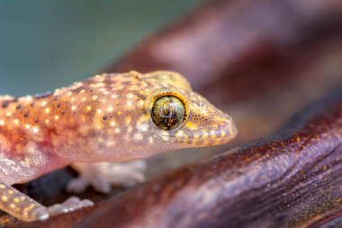 Yakın plan Bahçedeki güzel kertenkele