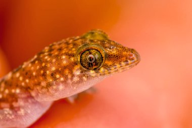 Yakın plan Bahçedeki güzel kertenkele