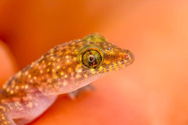 Yakın plan Bahçedeki güzel kertenkele