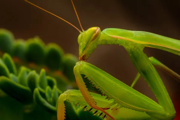 Gros Plan Paire Belle Mante Européenne Mantis Religiosa — Photo