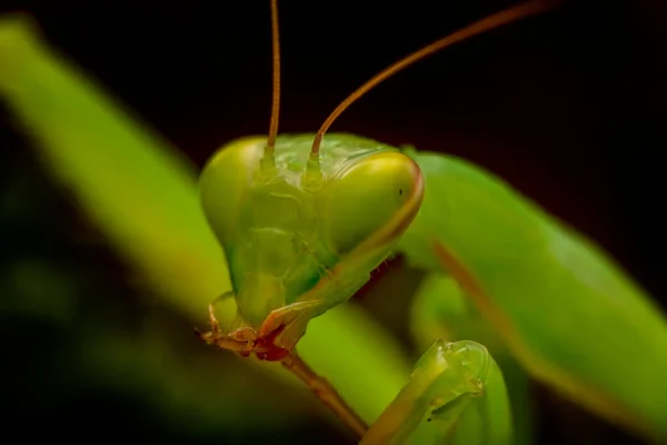 Großaufnahme Von Zwei Schönen Gottesanbeterinnen Mantis Religiosa — Stockfoto