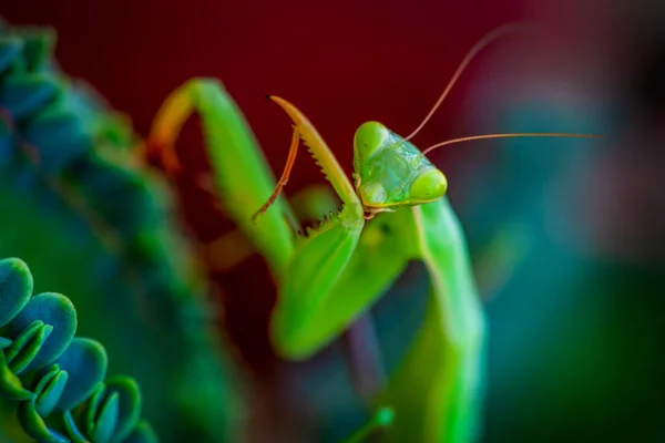 Пара Чудових Європейських Богомолів Mantis Religiosa — стокове фото