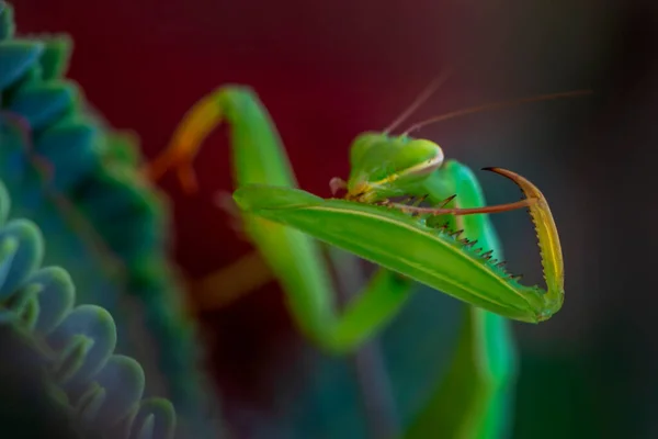 Primo Piano Coppia Belle Mantidi Europee Mantis Religiosa — Foto Stock