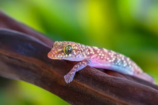 Closeup Beautiful Gecko Garden — Stock Photo, Image