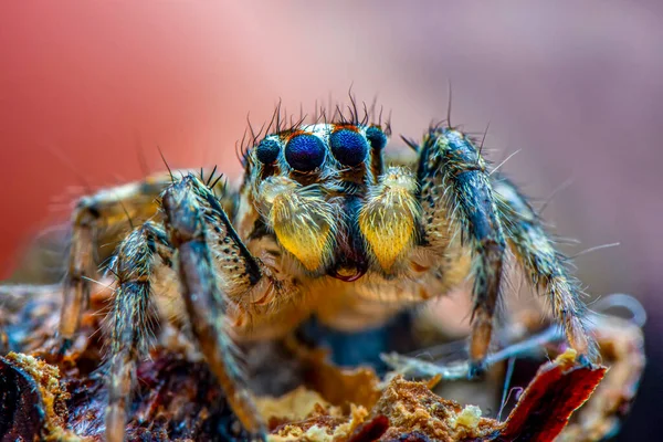 Close Beautiful Jumping Spider — Stock Photo, Image