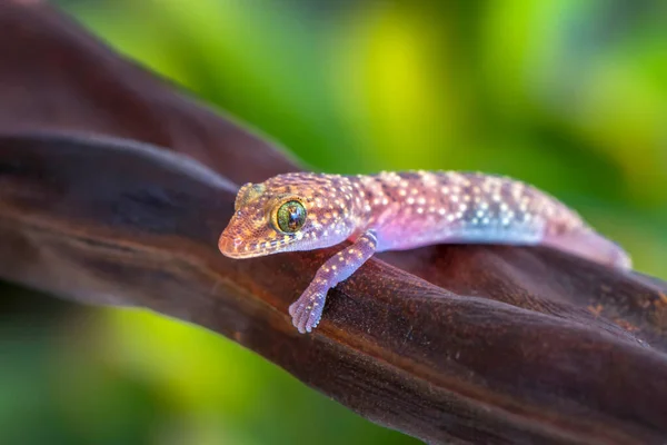 Zbliżenie Piękny Gecko Ogród — Zdjęcie stockowe