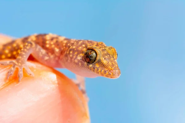 Närbild Vacker Gecko Trädgården — Stockfoto