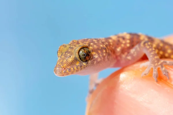 Närbild Vacker Gecko Trädgården — Stockfoto
