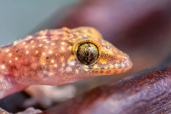 정원에 아름다운 도마뱀붙이를 클로즈업 — 스톡 사진