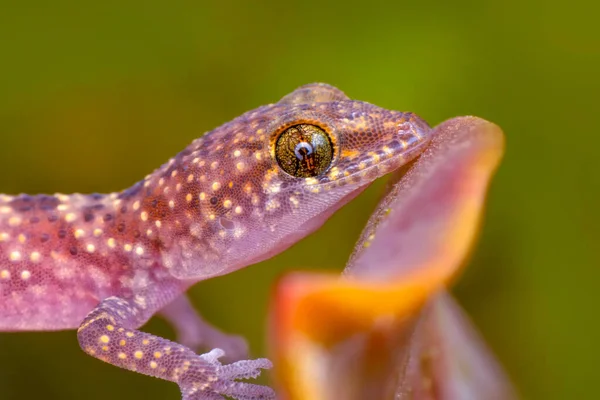 Närbild Vacker Gecko Trädgården — Stockfoto