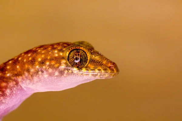 Primer Plano Hermoso Gecko Jardín —  Fotos de Stock