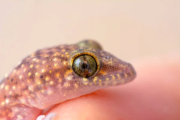 Primer Plano Hermoso Gecko Jardín — Foto de Stock
