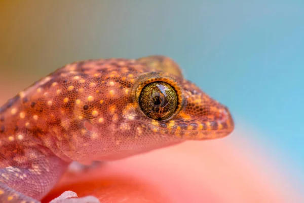 Primer Plano Hermoso Gecko Jardín — Foto de Stock