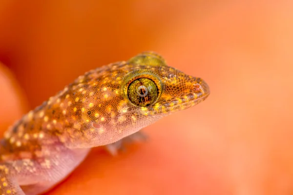 Primer Plano Hermoso Gecko Jardín —  Fotos de Stock