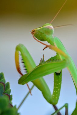 Bir çift güzel Avrupa peygamberdevesi (Mantis religiosa )