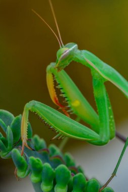 Bir çift güzel Avrupa peygamberdevesi (Mantis religiosa )
