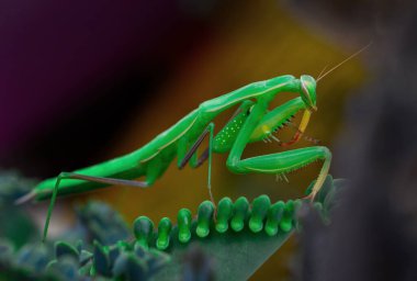 Bir çift güzel Avrupa peygamberdevesi (Mantis religiosa )