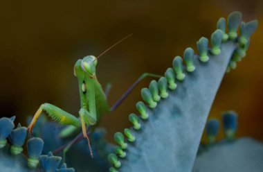Bir çift güzel Avrupa peygamberdevesi (Mantis religiosa )